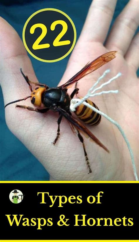 types of wasps and hornets